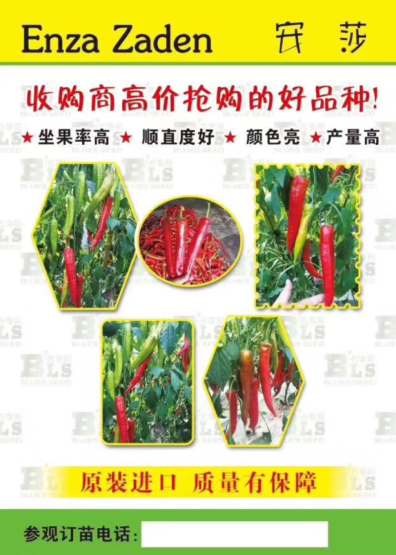 辣椒尖椒种子荷兰安莎5688红尖椒坐果多果型直耐寒