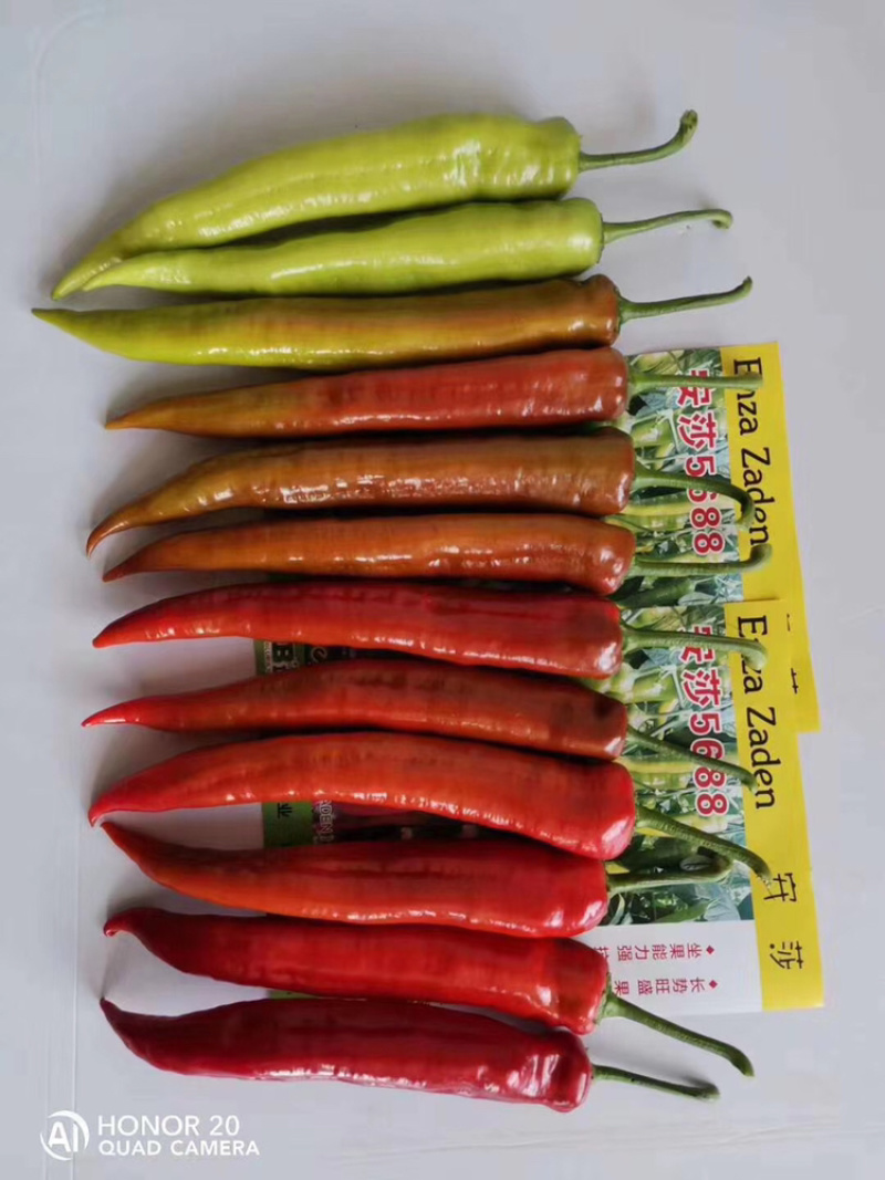 辣椒尖椒种子荷兰安莎5688红尖椒坐果多果型直耐寒