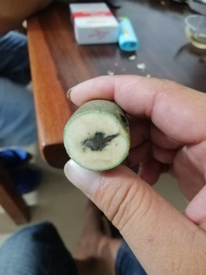 绿奇楠金丝油一代小苗，奇楠苗，结香产量高生长快过手留香