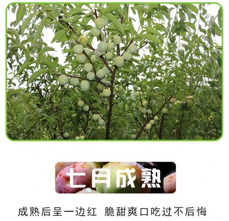 半边红李子