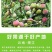 半边红李子