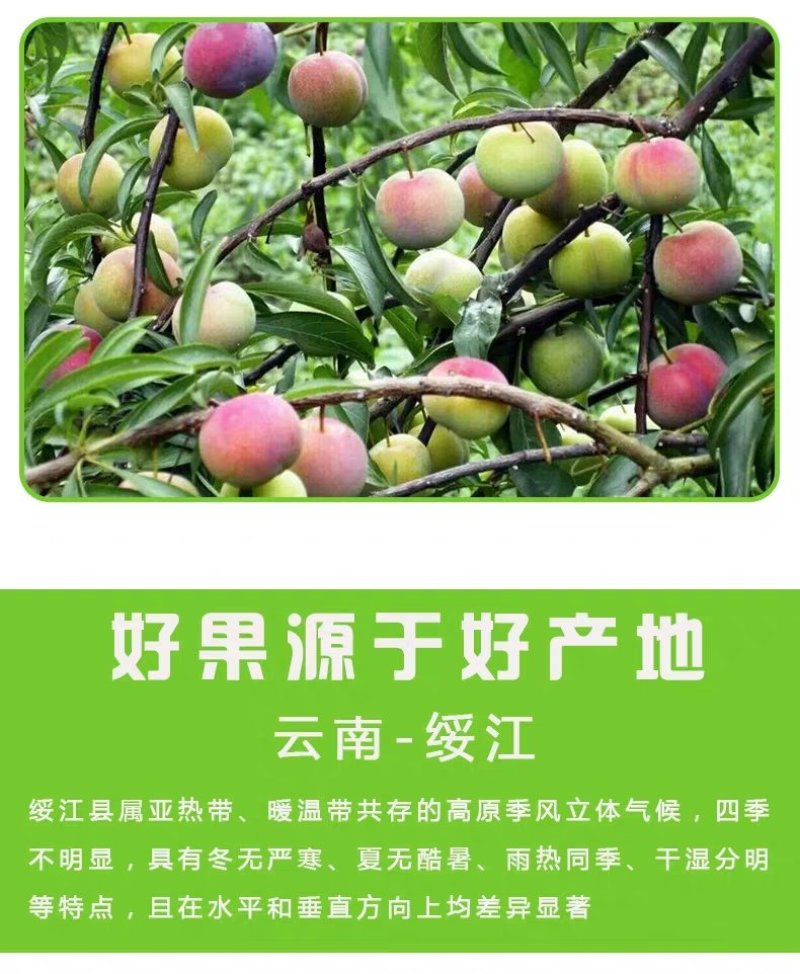 半边红李子