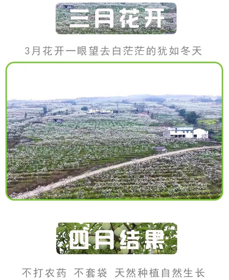 半边红李子