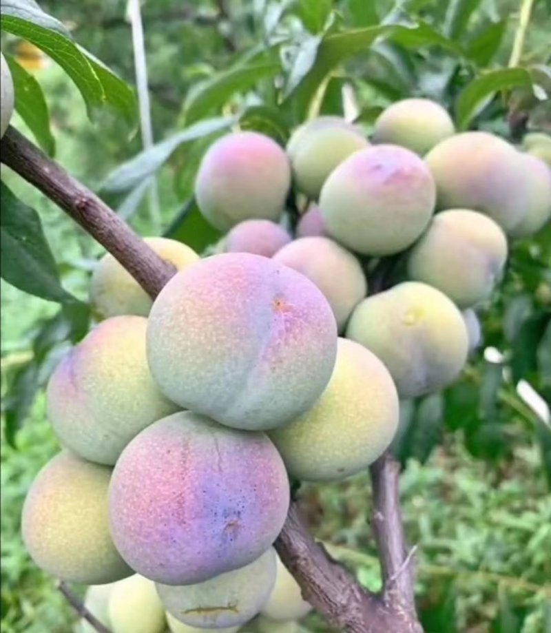半边红李子