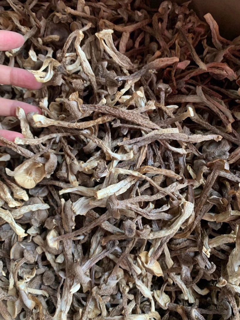 鹿茸菌干货产地直销可视频看货支持线上保障交易