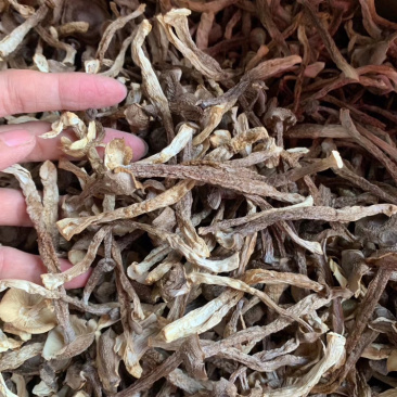 鹿茸菌干货产地直销可视频看货支持线上保障交易