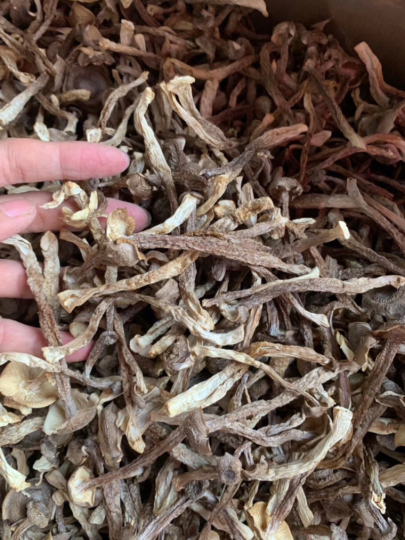 鹿茸菌干货产地直销可视频看货支持线上保障交易