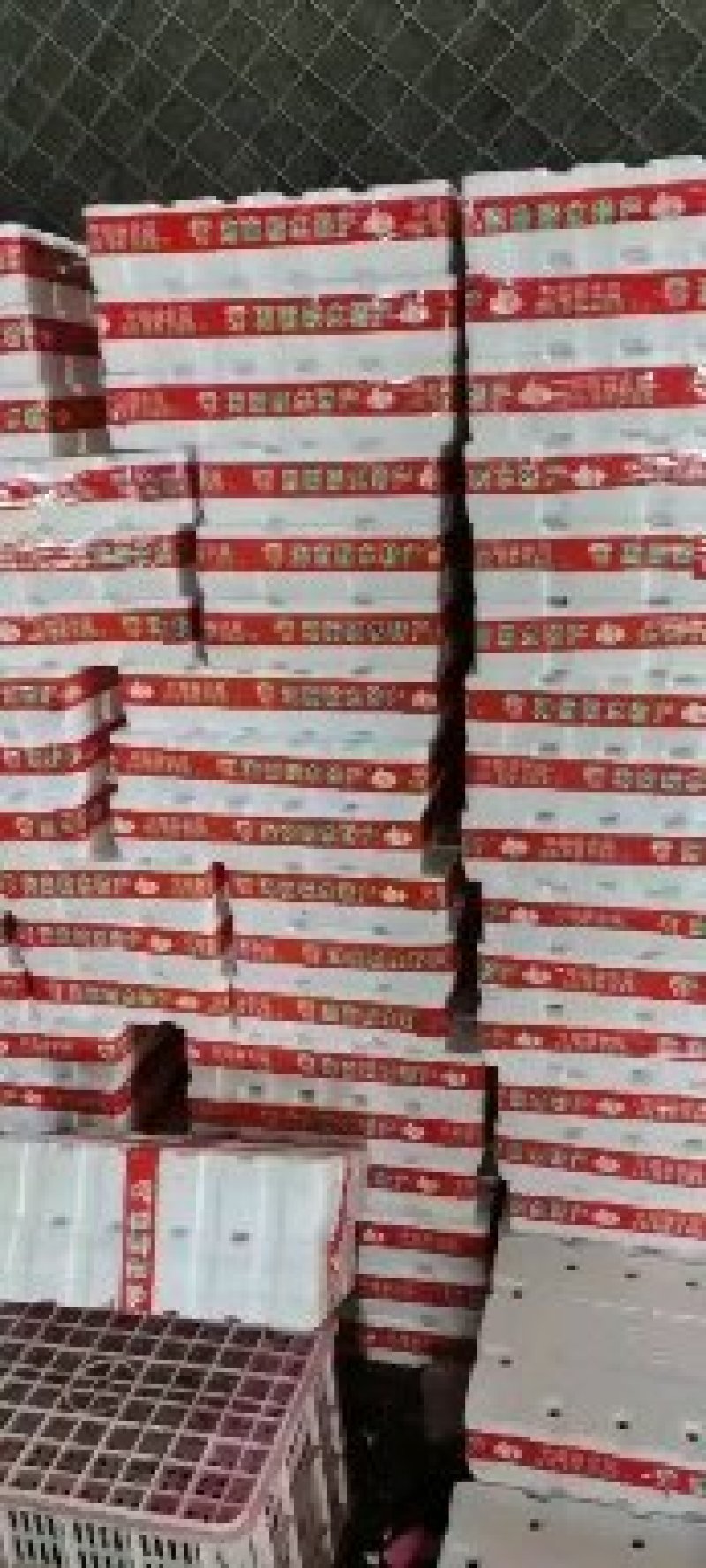 千禧圣女果昼夜温差大糖度高