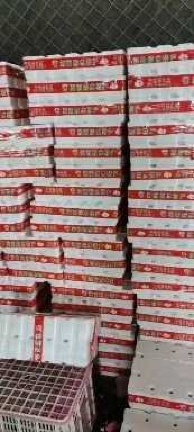 千禧圣女果昼夜温差大糖度高