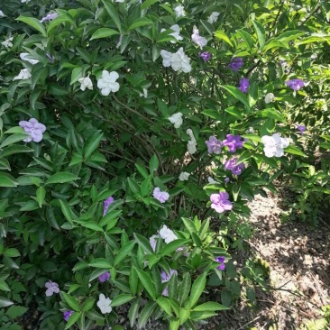 双色茉莉（五色茉莉），50-100公分双色茉莉，批量出售