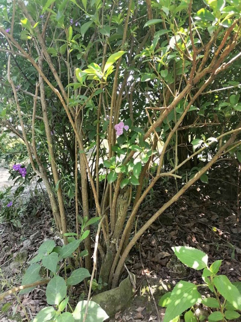 双色茉莉（五色茉莉），50-100公分双色茉莉，批量出售