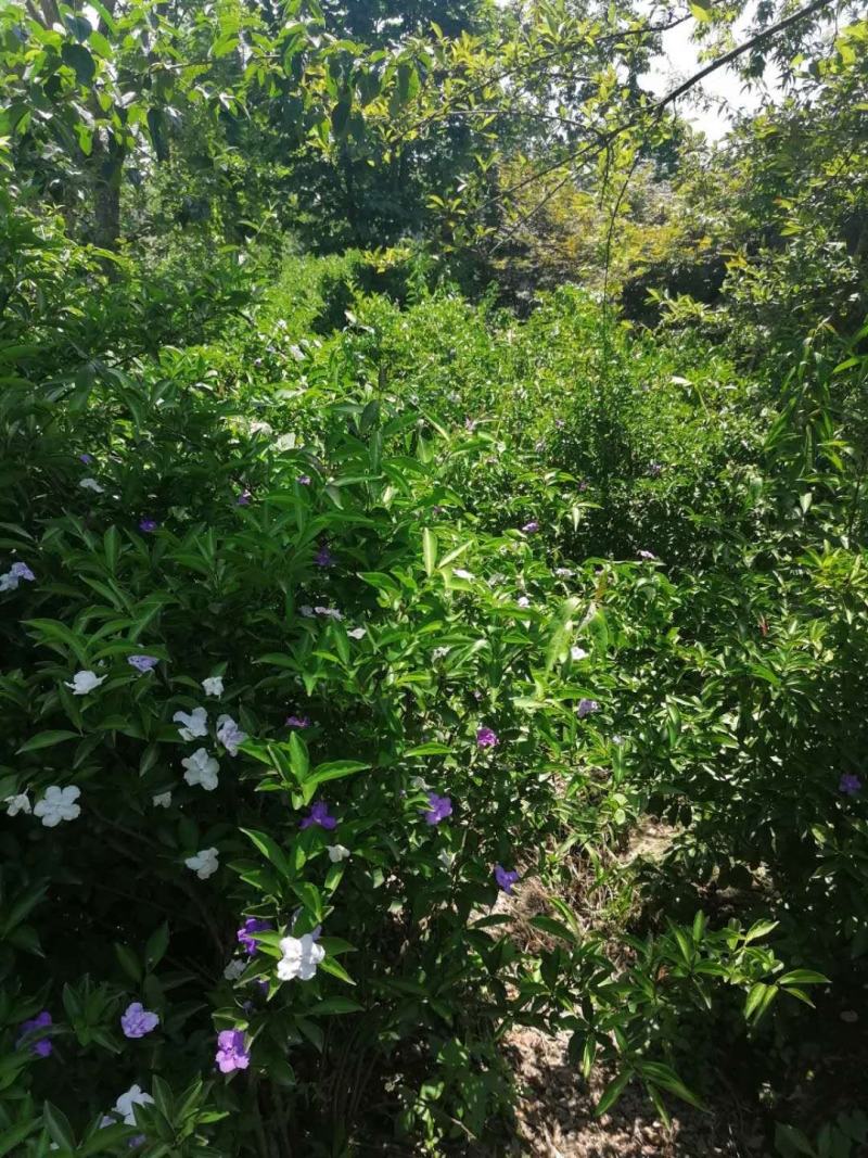 双色茉莉（五色茉莉），50-100公分双色茉莉，批量出售