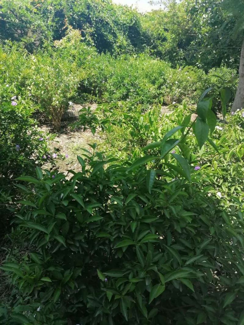 双色茉莉（五色茉莉），50-100公分双色茉莉，批量出售