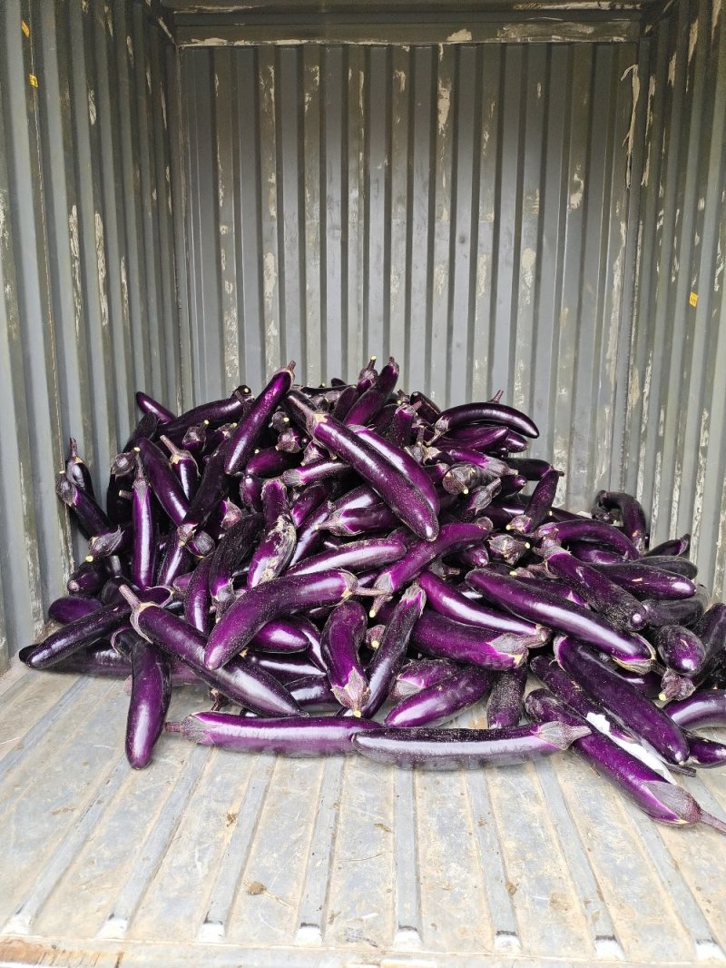 贵州长茄子紫红长茄茄子