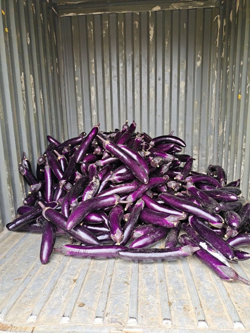 贵州长茄子紫红长茄茄子
