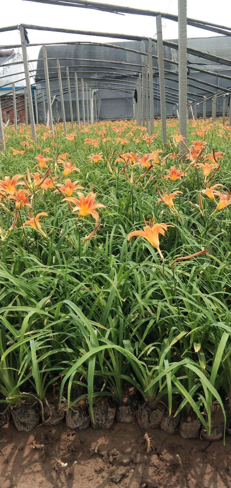 大花萱草
