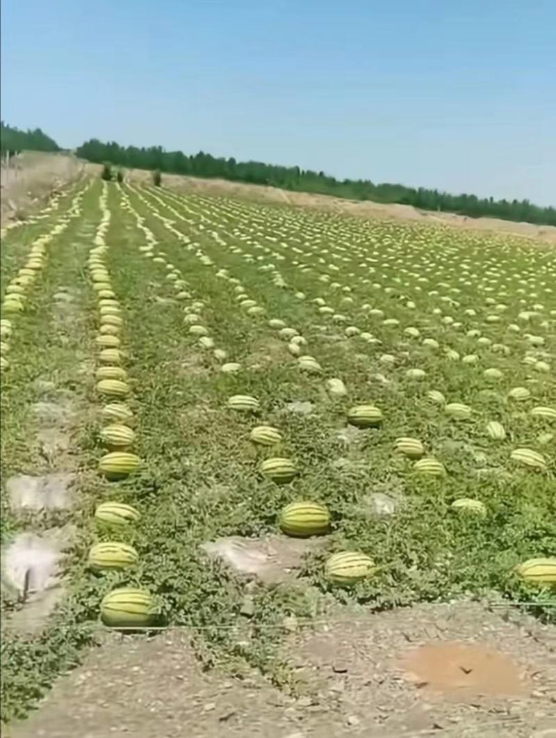 宁夏富硒苹果，本着早晚温差大的条件！苹果质量非常好！