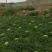 宁夏中卫硒砂瓜