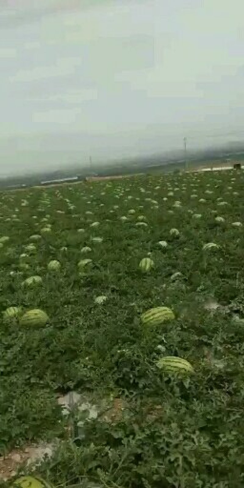 宁夏中卫硒砂瓜