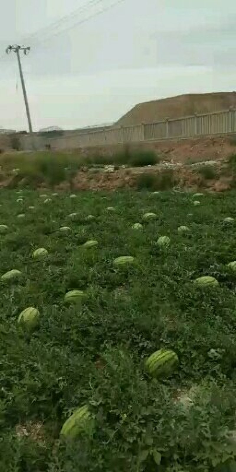 宁夏中卫硒砂瓜