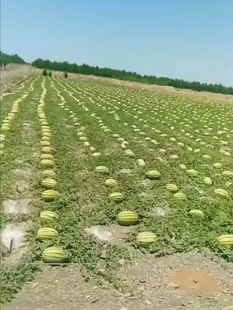 宁夏中卫硒砂瓜