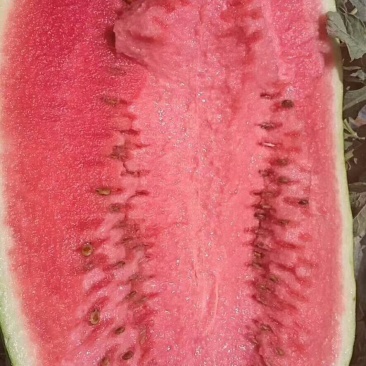 宁夏中卫硒砂瓜