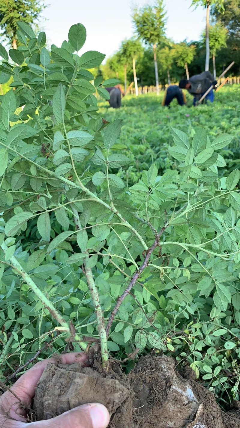 四季玫瑰杯苗/玫瑰苗/四季玫瑰苗/河北玫瑰苗