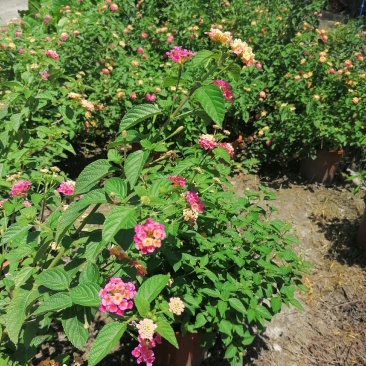 自家苗圃供应五色梅五彩花产地批发基地直销