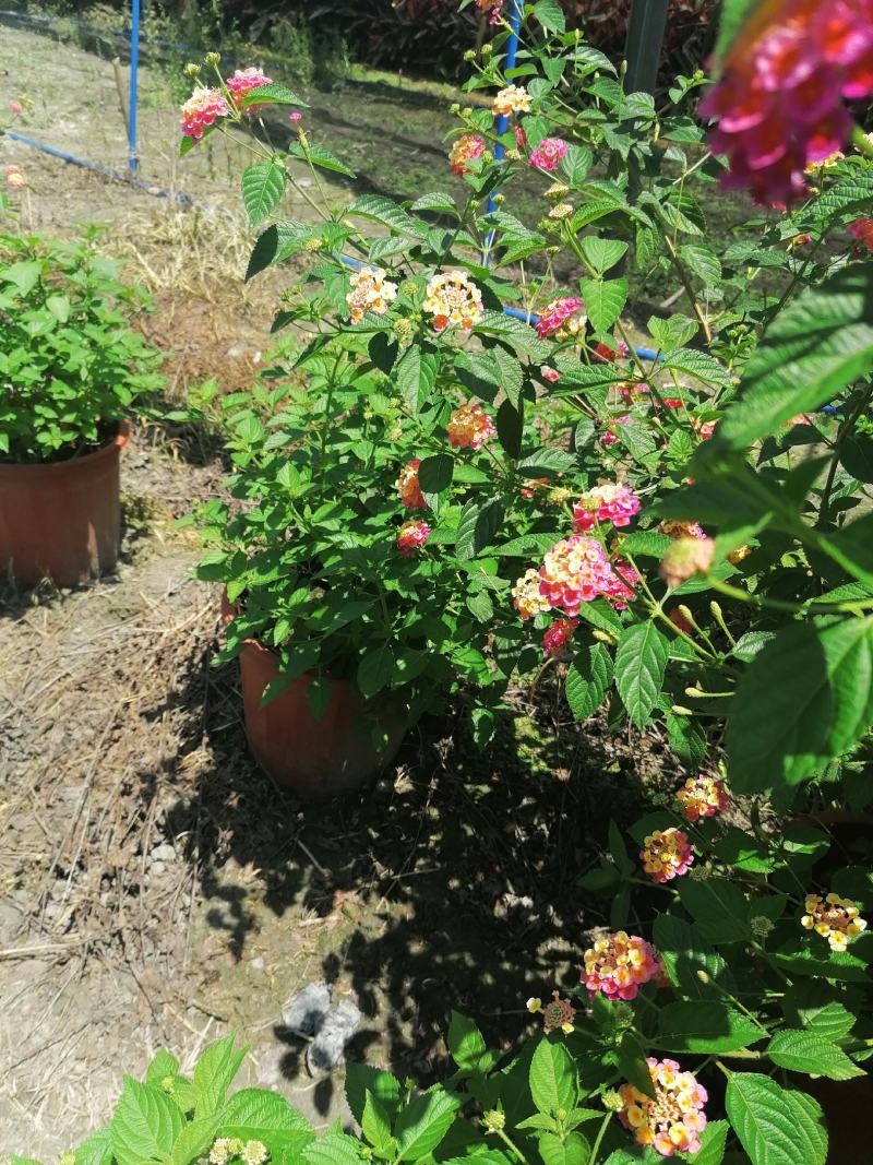 自家苗圃供应五色梅五彩花产地批发基地直销