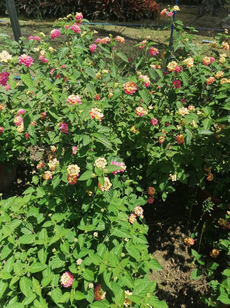 自家苗圃供应五色梅五彩花产地批发基地直销