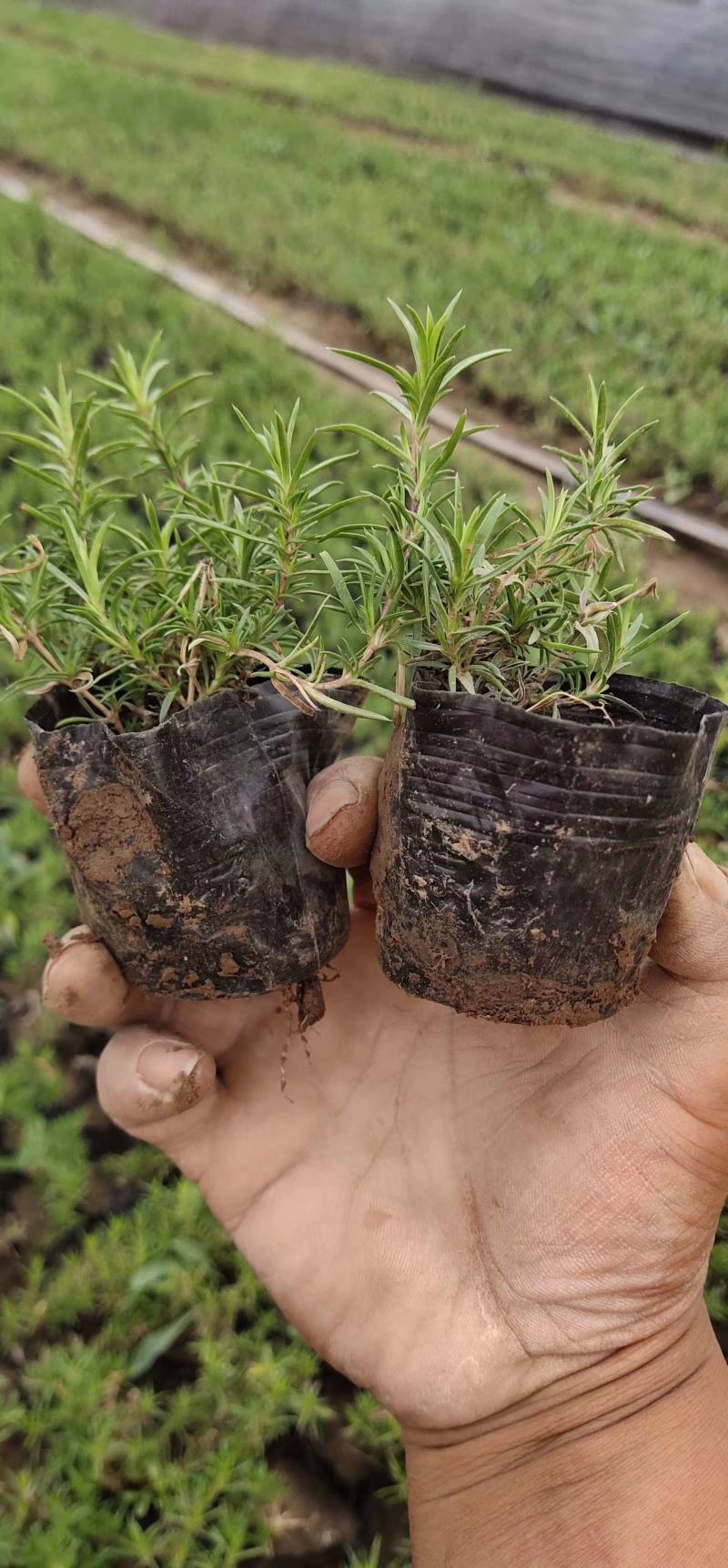 芝樱(丛生福禄考)花海用苗，红，玫红，粉，紫