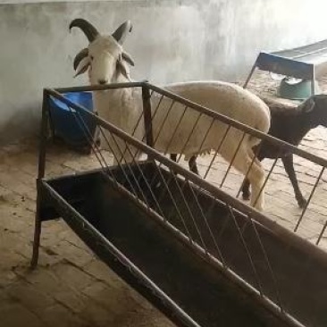 基地直供，精品观赏四角，可视频选购，支持线上保障交