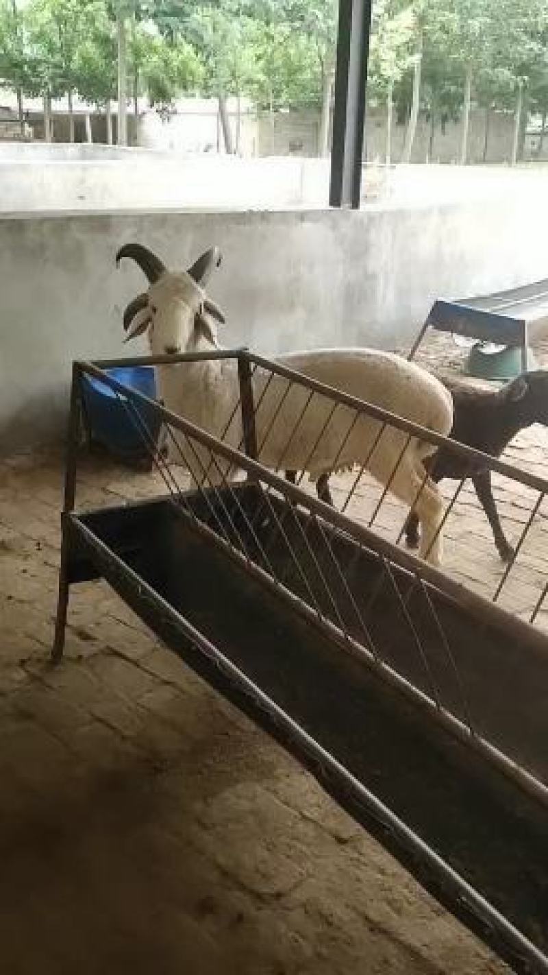 基地直供，精品观赏四角，可视频选购，支持线上保障交