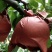 黄金梨丰水梨，园黄梨，秋月梨大量现货供应货源充足，质优