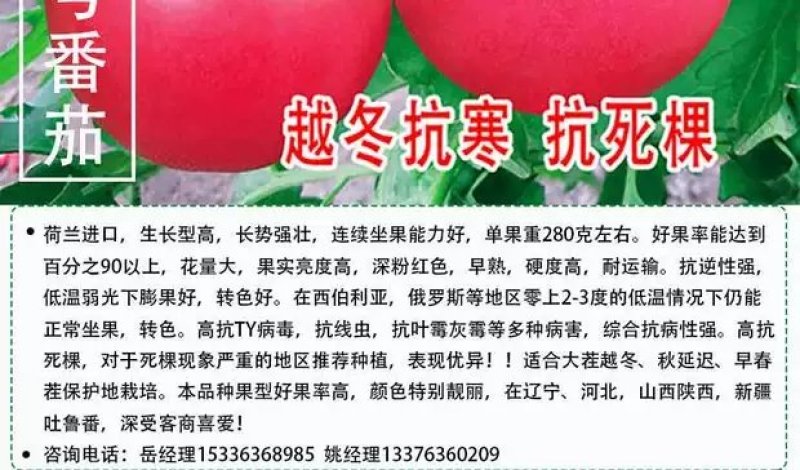 番茄种子越冬进口抗寒大果抗病毒早熟西红柿种孑口感好