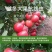 番茄种子越冬进口抗寒大果抗病毒早熟西红柿种孑口感好