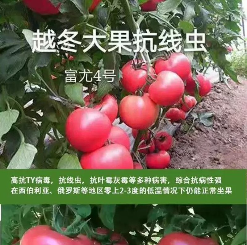 番茄种子越冬进口抗寒大果抗病毒早熟西红柿种孑口感好
