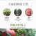 番茄种子越冬进口抗寒大果抗病毒早熟西红柿种孑口感好