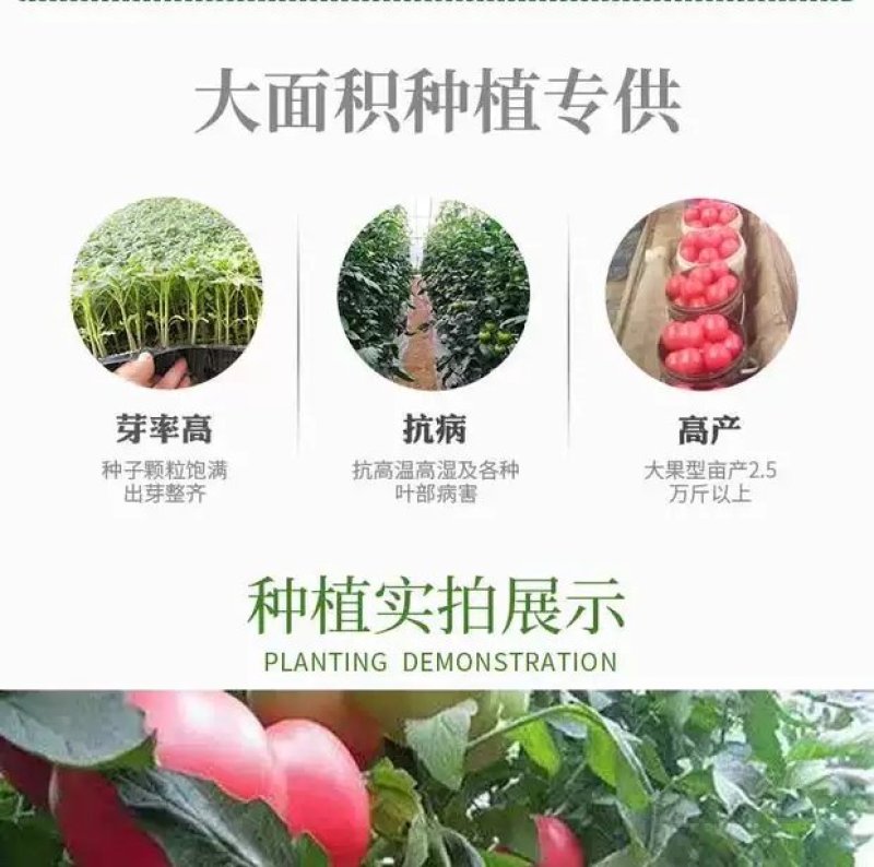 番茄种子越冬进口抗寒大果抗病毒早熟西红柿种孑口感好