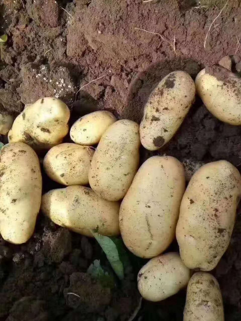 荷兰十五，平度莱西土豆冷库黄皮黄心