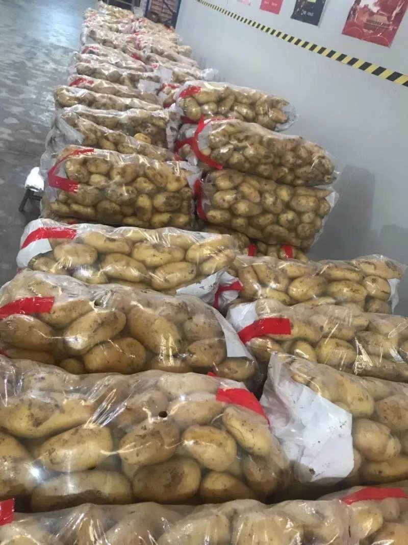 荷兰十五，平度莱西土豆冷库黄皮黄心