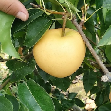 自家果园圆黄梨，诚信经营