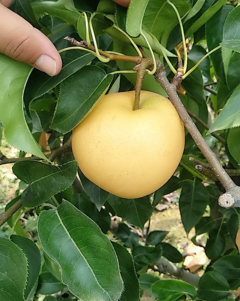 自家果园圆黄梨，诚信经营