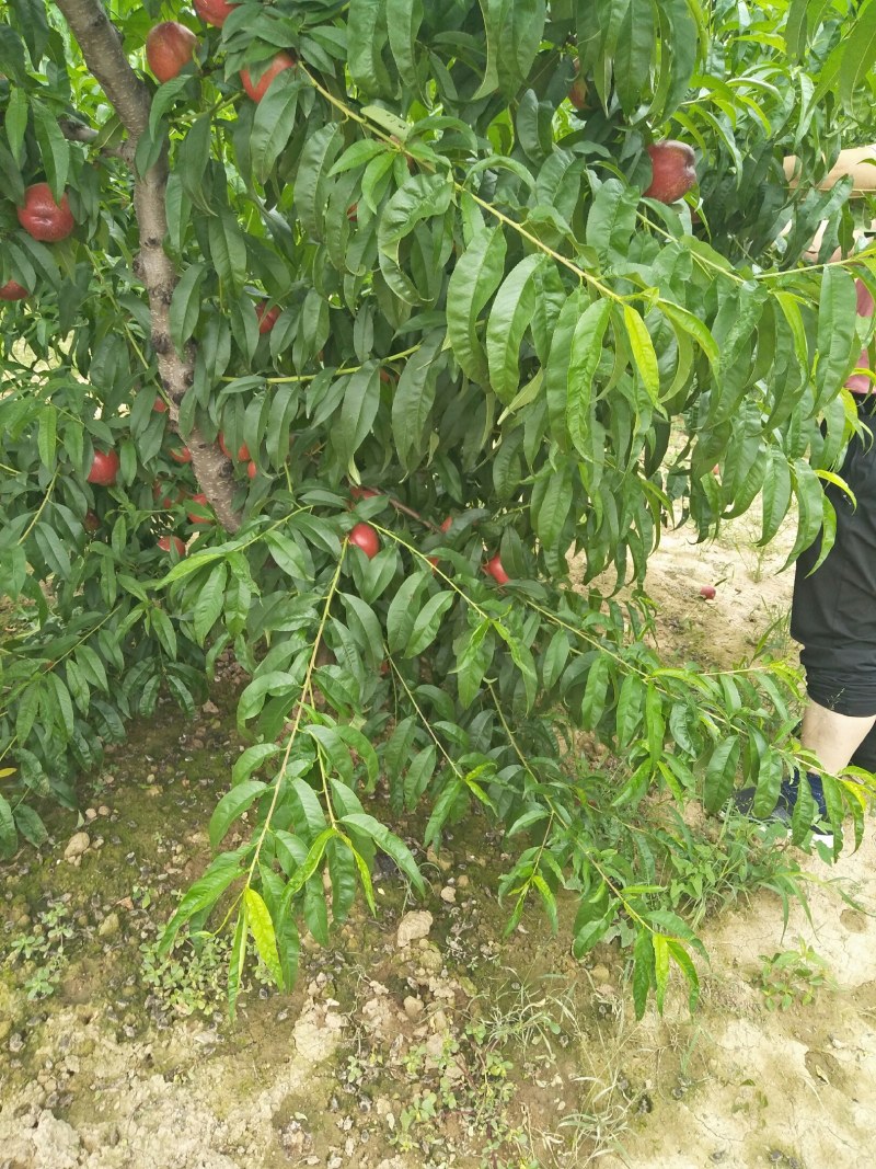 杠九大量上市了，希望新老客户来我们这里采摘。