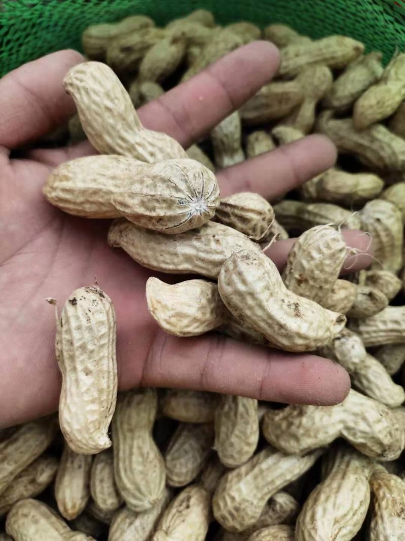新鲜花生，四粒红，花生，大白鲨果，过筛手选，大量上市