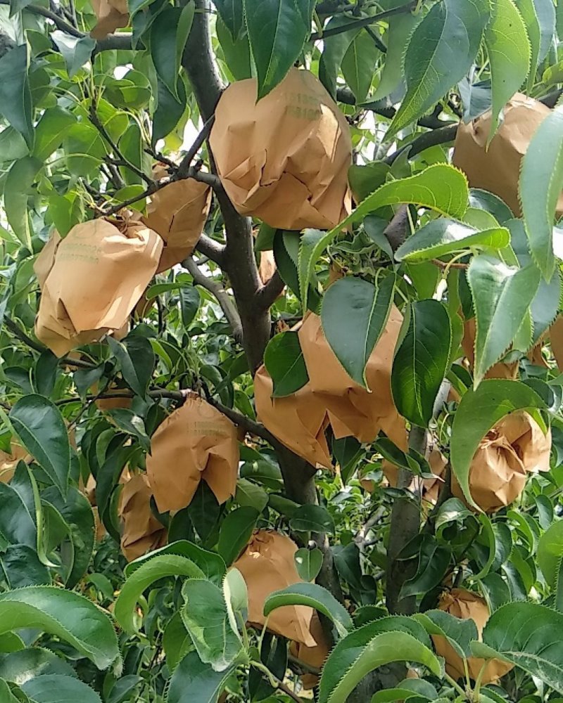自家果园圆黄梨，诚信经营