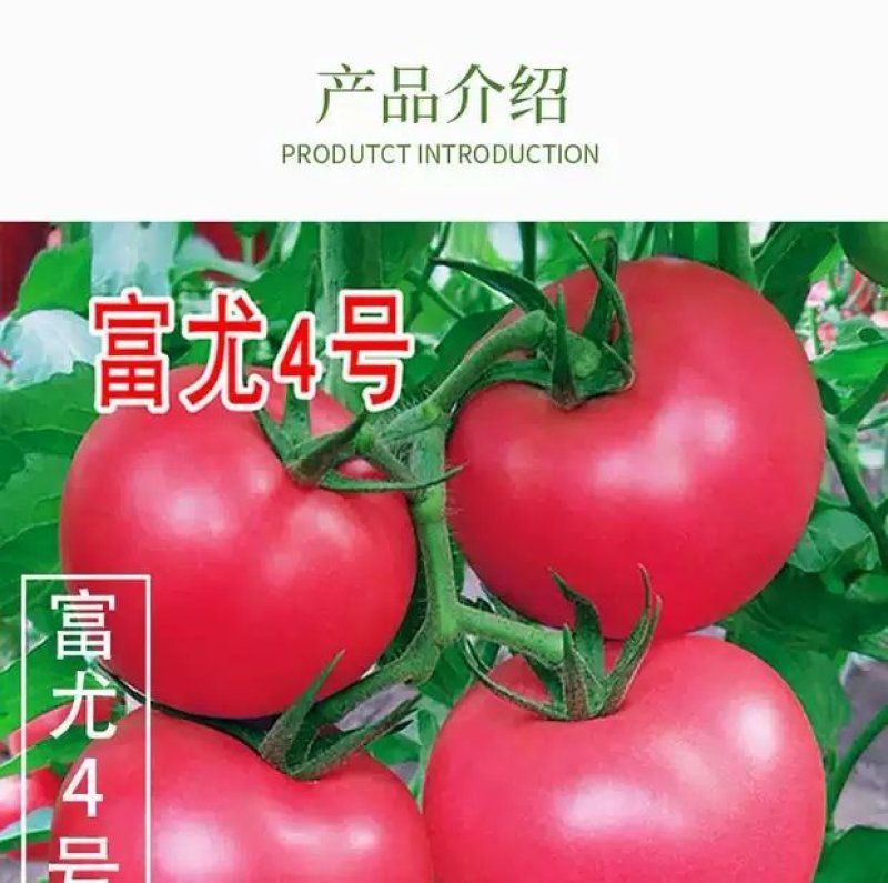 番茄种子越冬进口抗寒大果抗病毒早熟西红柿种孑口感好