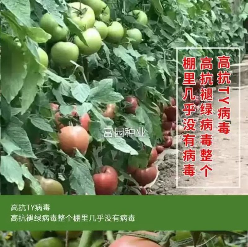 番茄种子越冬进口抗寒大果抗病毒早熟西红柿种孑口感好