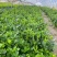 北海道小苗(大叶)自苗圃。现货为准,现场出苗
