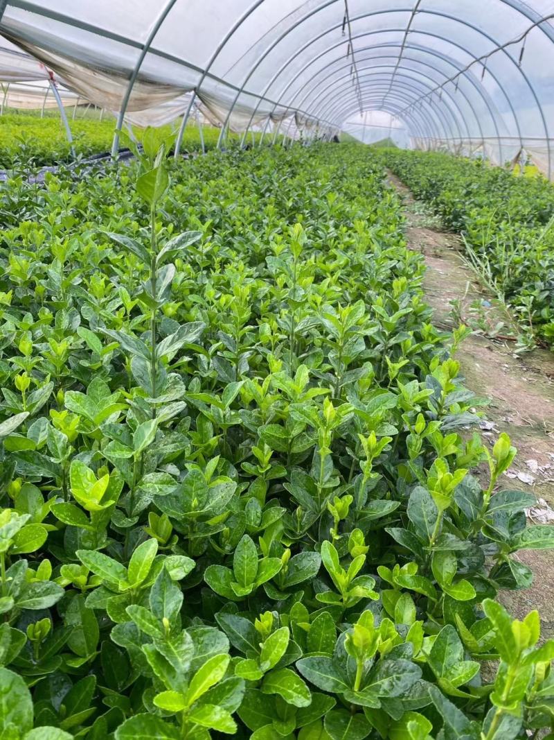 北海道小苗(大叶)自苗圃。现货为准，现场出苗